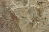 Ordovician Trilobite Mortality Plate - Tafraoute, Morocco #267357-1